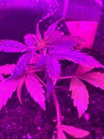 IMG_2215.jpeg