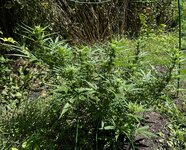 IMG_9842.jpeg
