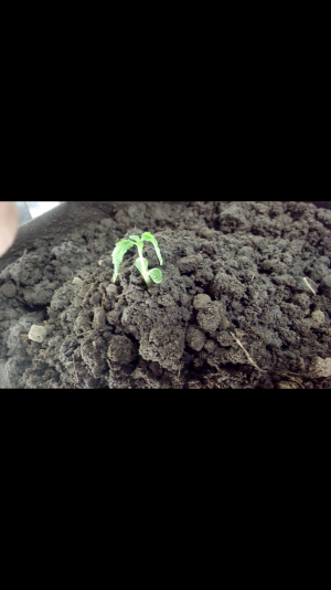 Screenshot_2022-06-20-11-18-04.png