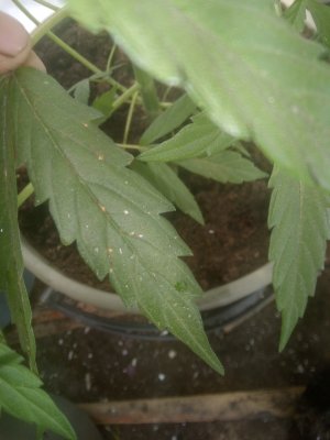 IMG_20220622_095409.jpg