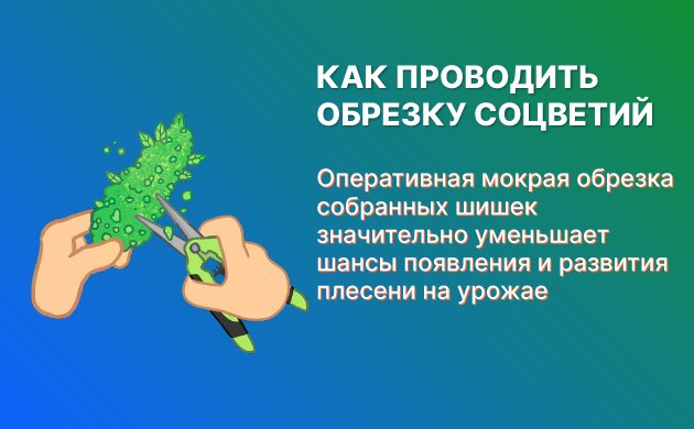 Обрезка шишек конопли