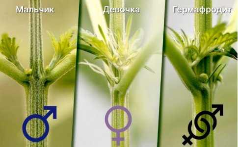 Пол конопли Пол конопли