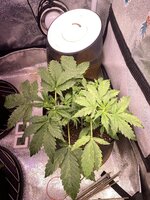 IMG_6915.jpeg