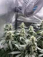IMG_1378.jpeg