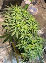 IMG_7455.jpeg