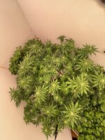 IMG_5897.jpeg
