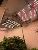 IMG_5735.jpeg