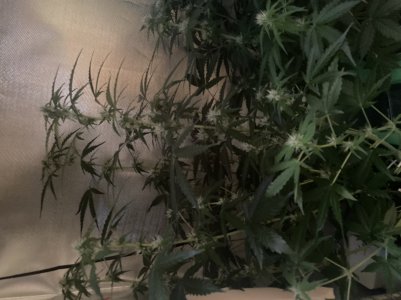 50108CB0-53BA-40C5-AB19-5008E80750A8.jpeg