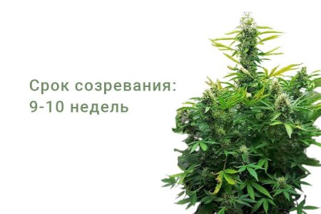 Сорт конопли Gorilla Glue Auto