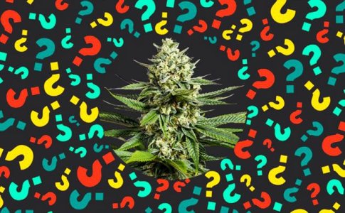 OG Kush название сорта конопли