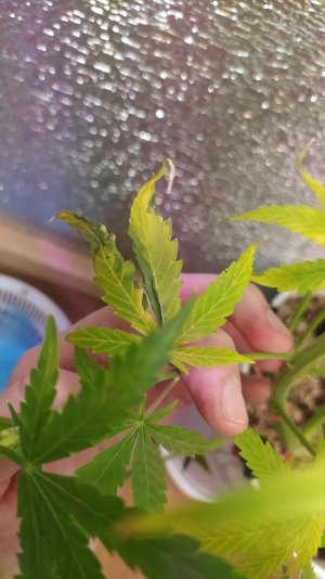 IMG_20220719_212938.jpg