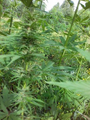 20160528_041259.jpg 20160528_041259.jpg
