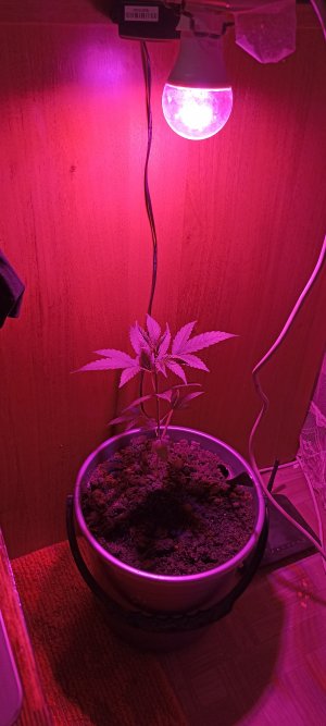 IMG_20220808_212154.jpg