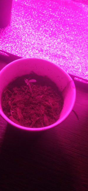 IMG_20220820_121955.jpg