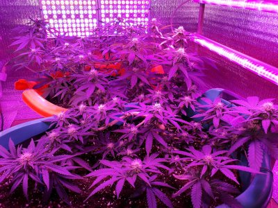 super-lemon-haze-fem-Semyanich__j1n9WubVQaAft4T2.jpg