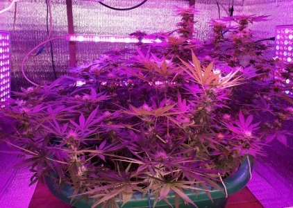 gorilla-glue-4-fem-anesia-seeds__KhVHyCO4KZSVsKYX.jpg
