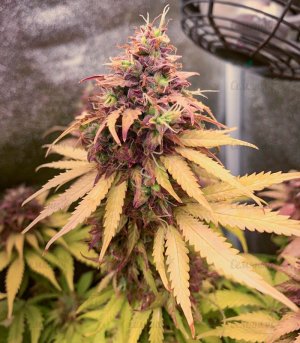 gorilla-auto-fem-Semyanich7__2Mb8aGfpz9hlVTs9.jpeg