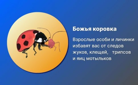 4-Bozhi-korovki.jpg