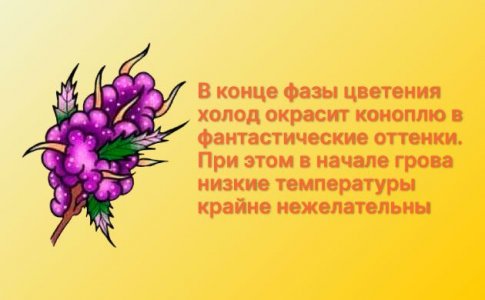 Низкая температура Низкая температура