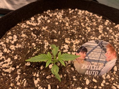 Zkittlez 2.2.jpg
