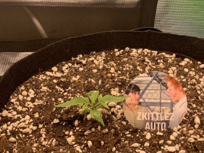 Zkittlez 2.jpg