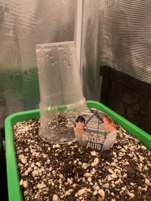 Zkittlez 3.jpg