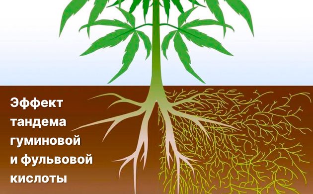 Преимущества гуминовой и фульвовой кислот при выращивании конопли