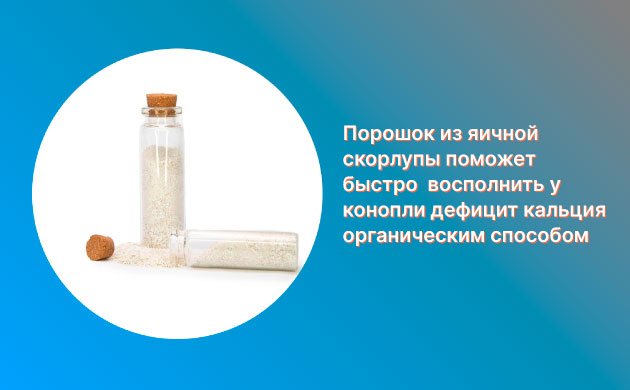 Дефицит кальция у конопли: смесь яичной скорлупы Дефицит кальция у конопли: смесь яичной скорлупы