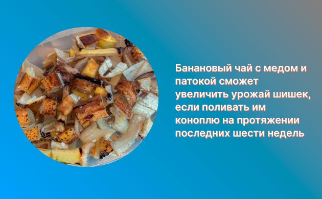 Органический стимулятор цветения конопли: чайно-банановая смесь Органический стимулятор цветения конопли: чайно-банановая смесь