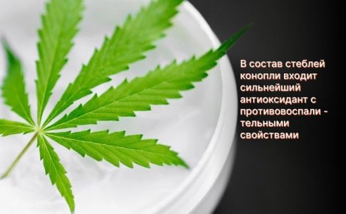 Стебли конопли как основа для косметических целей Стебли конопли как основа для косметических целей