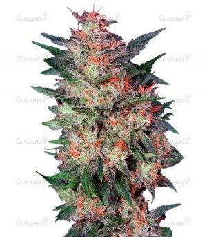 White Widow.jpg White Widow.jpg