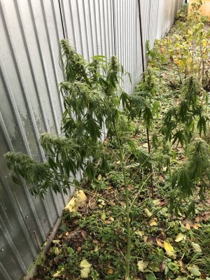 A8F0C680-1450-43E6-88A8-49372831BFE9.jpeg