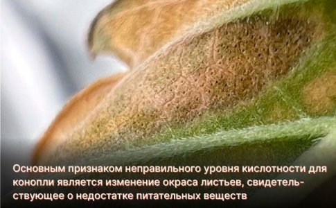 Уровень рН в гидропонике