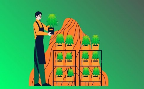 вертикальное выращивание конопли