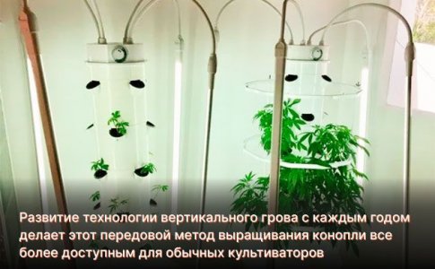 Будущее за вертикальным гровом?