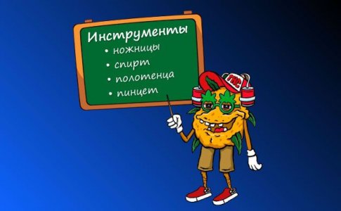Инструменты и рекомендации для обрезки корней каннабиса Инструменты и рекомендации для обрезки корней каннабиса