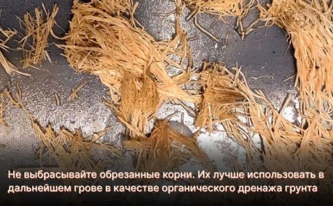 Что делать с обрезанными корнями конопли Что делать с обрезанными корнями конопли