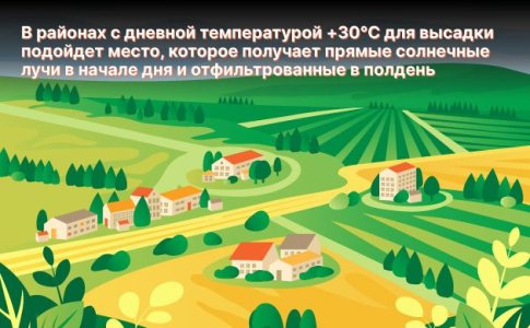 Выращивание конопли в аутдоре Выращивание конопли в аутдоре