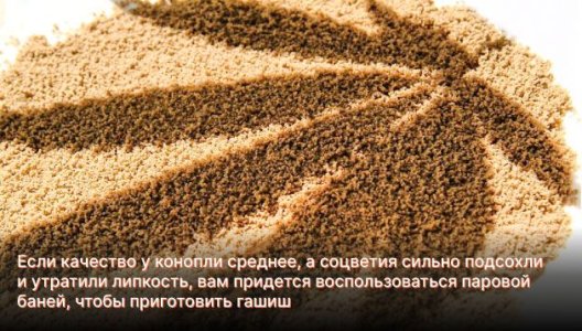Гашиш из кифа конопли