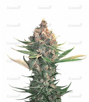 Dawg_Star_Kush.jpg Dawg_Star_Kush.jpg