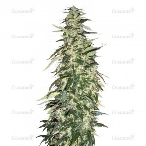 Puna_Budder_regular.jpg