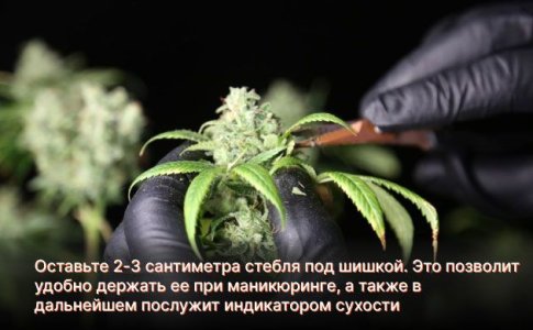 Маникюринг шишек марихуаны Маникюринг шишек марихуаны