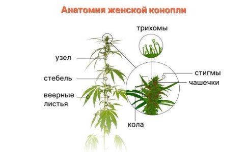 Строение соцветий конопли Строение соцветий конопли