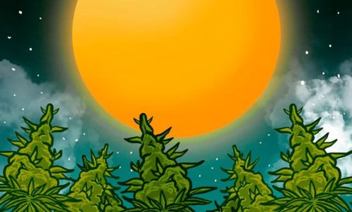 Выращивание конопли по лунному календарю Выращивание конопли по лунному календарю