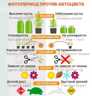 Виды семян конопли и сортов Виды семян конопли и сортов