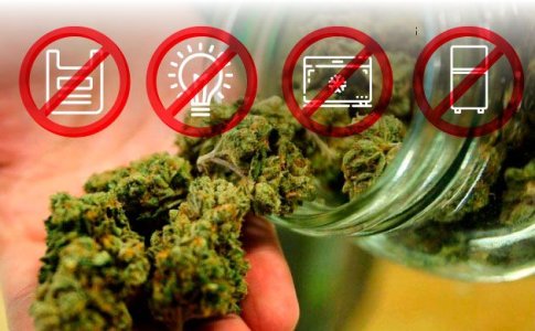 Ошибки при хранении шишек конопли