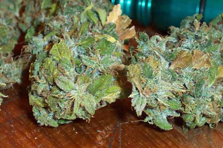 g13.jpg