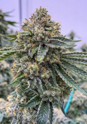 LA Kush.jpg