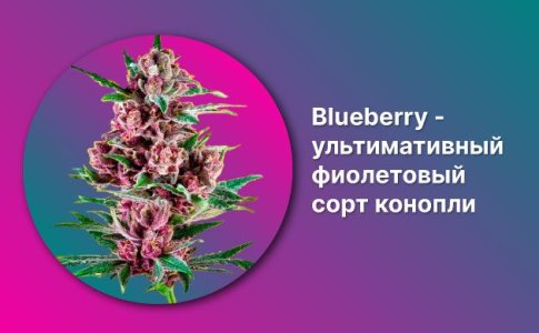История сорта Blueberry
