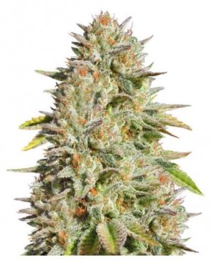 gorilla glue #4 oss.jpg gorilla glue #4 oss.jpg
